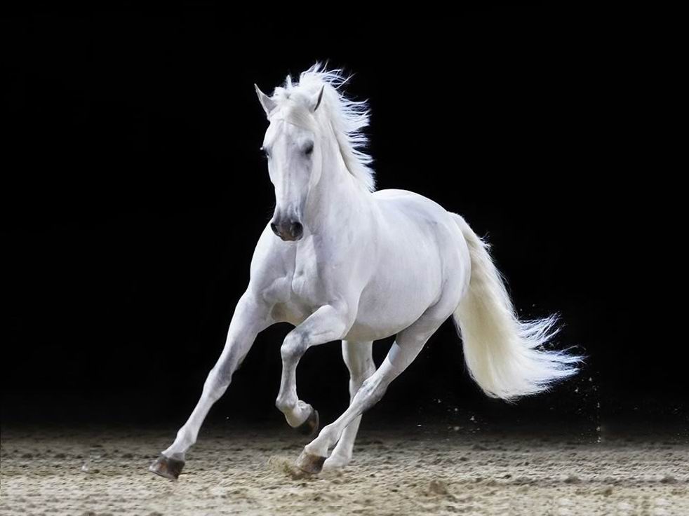 White horse in black background  Oil painting hand-made 30×40cm