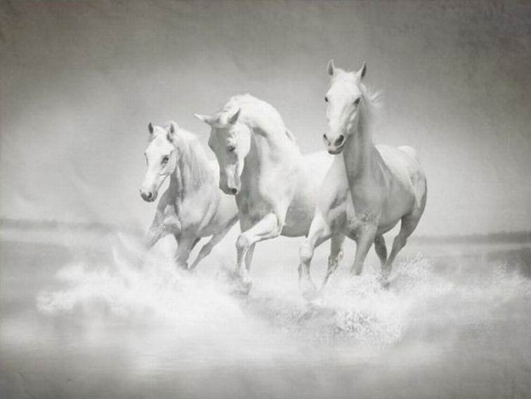 Three white horses running  Oil painting hand-made  30×40cm