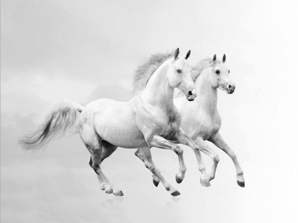 Two white horses  Oil painting hand-made  30×40 cm